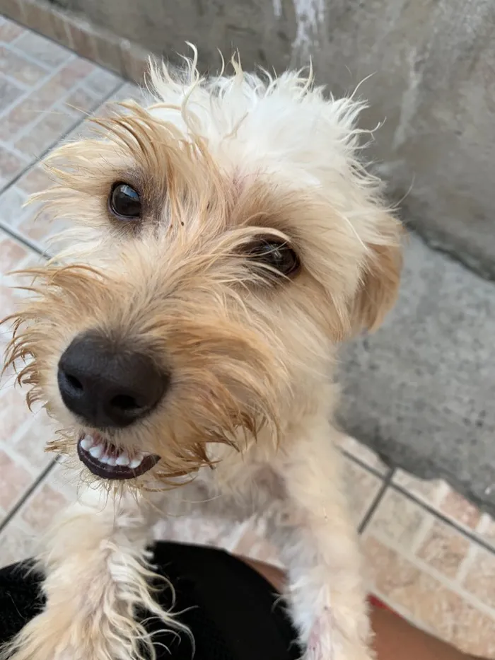 Cachorro ra a Não sei ao certo  idade 4 anos nome Luke 