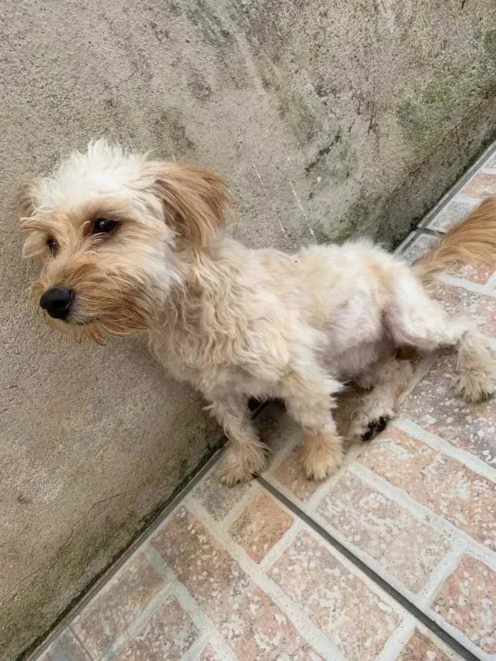Cachorro ra a Não sei ao certo  idade 4 anos nome Luke 