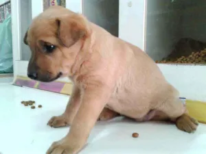 Cachorro raça Srd idade 2 a 6 meses nome Juju