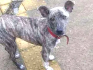 Cachorro raça SRD idade 1 ano nome Jade
