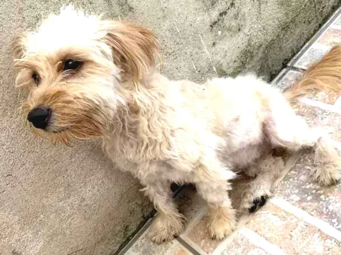 Cachorro ra a Não sei ao certo  idade 4 anos nome Luke 