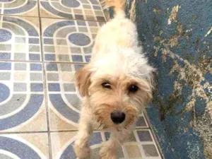 Cachorro raça Não sei ao certo  idade 4 anos nome Luke 