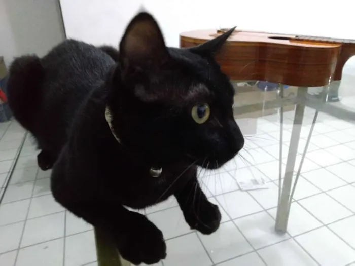 Gato ra a Nenhuma idade 1 ano nome Maçã