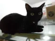 Maçã