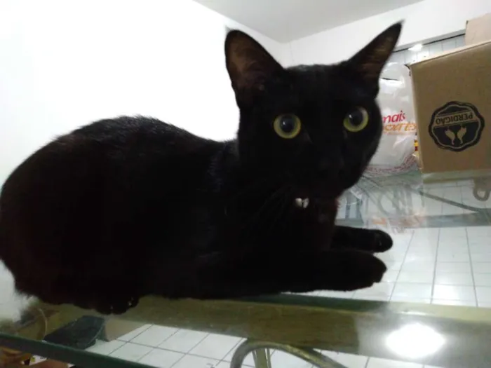 Gato ra a Nenhuma idade 1 ano nome Maçã