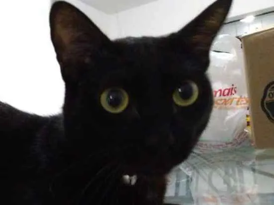 Gato ra a Nenhuma idade 1 ano nome Maçã