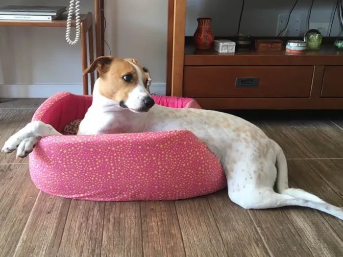 Cachorro raça SRD idade 2 anos nome Margarida