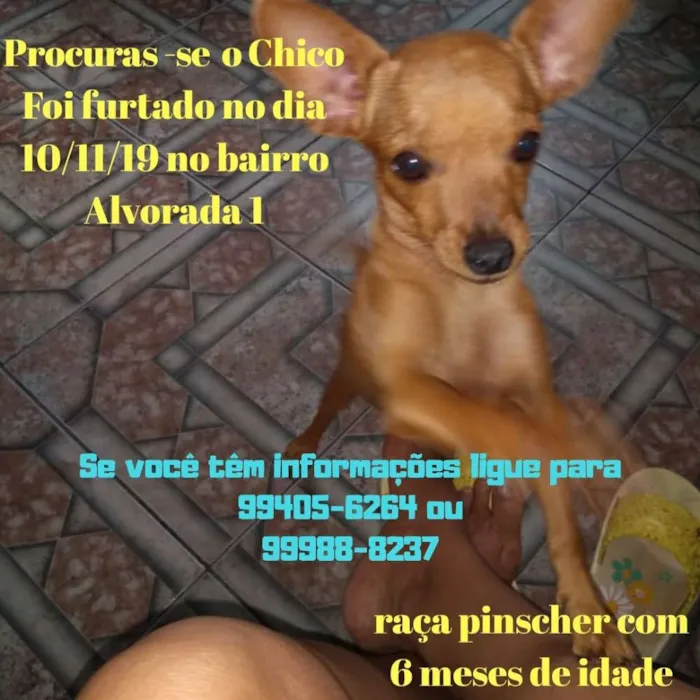 Cachorro ra a Pinscher idade 2 a 6 meses nome CHICO