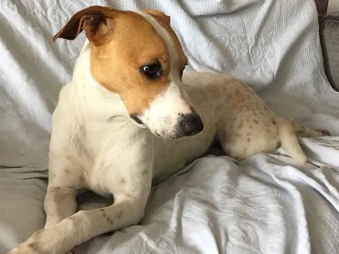 Cachorro raça SRD idade 2 anos nome Margarida