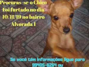 Cachorro raça Pinscher idade 2 a 6 meses nome CHICO