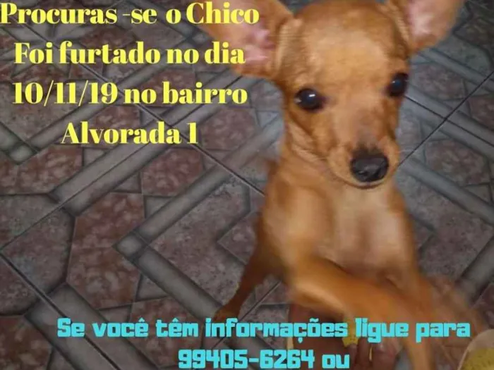 Cachorro ra a Pinscher idade 2 a 6 meses nome CHICO