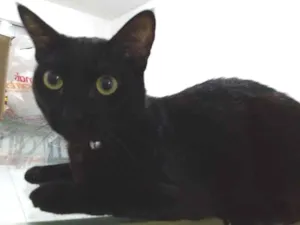 Gato raça Nenhuma idade 1 ano nome Maçã