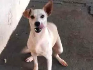 Cachorro raça Srd idade 7 a 11 meses nome Branca