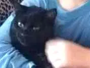 Gato raça Srd idade 7 a 11 meses nome Ravena