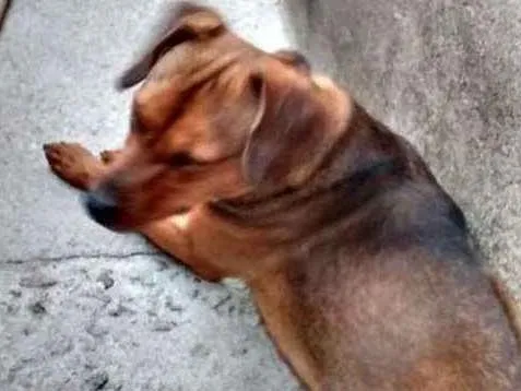 Cachorro ra a Não definida idade 2 anos nome Spike