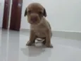 Ursinho