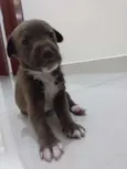 Ursinho