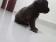 Ursinho