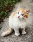 Felix 