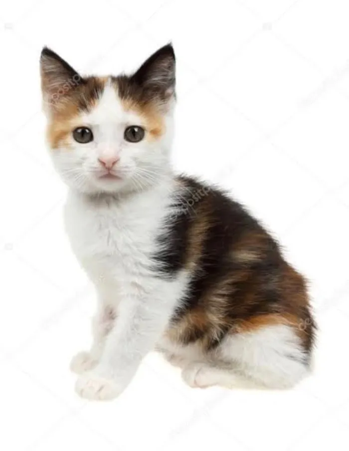 Gato ra a SRD idade 2 a 6 meses nome Chica 