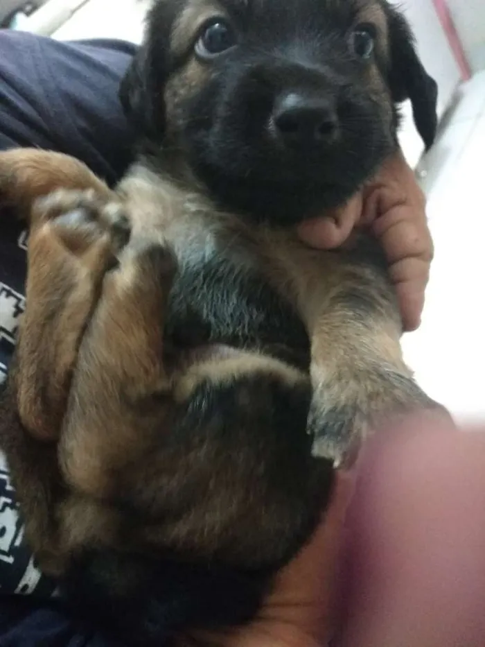 Cachorro raça SRD idade 2 a 6 meses nome A definir
