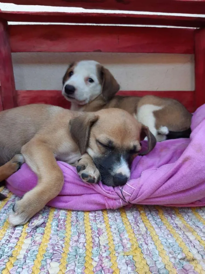 Cachorro raça SRD idade 2 a 6 meses nome A definir