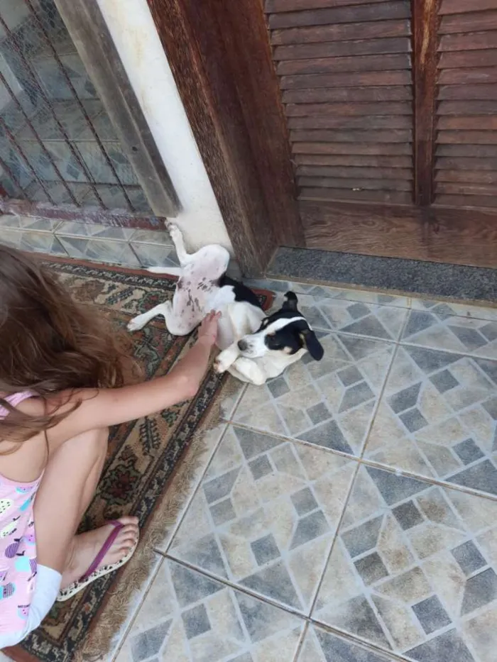 Cachorro raça SRD idade 2 a 6 meses nome A definir