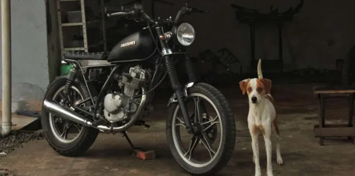 Cachorro ra a Sem raça definida idade 2 anos nome Ben