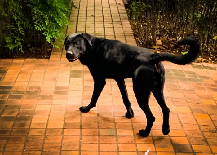 Cachorro ra a Mistura de Labrador idade  nome Não sei