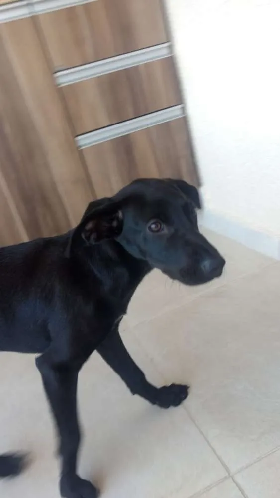 Cachorro ra a Vira Lata idade 1 ano nome Kiki