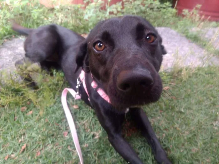 Cachorro ra a Vira Lata idade 1 ano nome Kiki