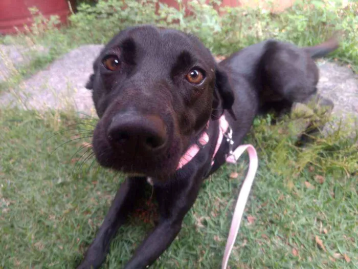 Cachorro ra a Vira Lata idade 1 ano nome Kiki