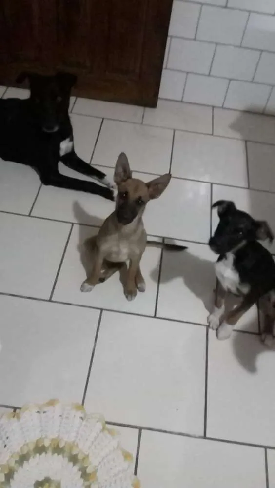 Cachorro ra a Vira lata/Pastor idade 2 a 6 meses nome Bela, Mel, Ózzi,Hero