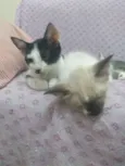 Dante, Nina, Janaína