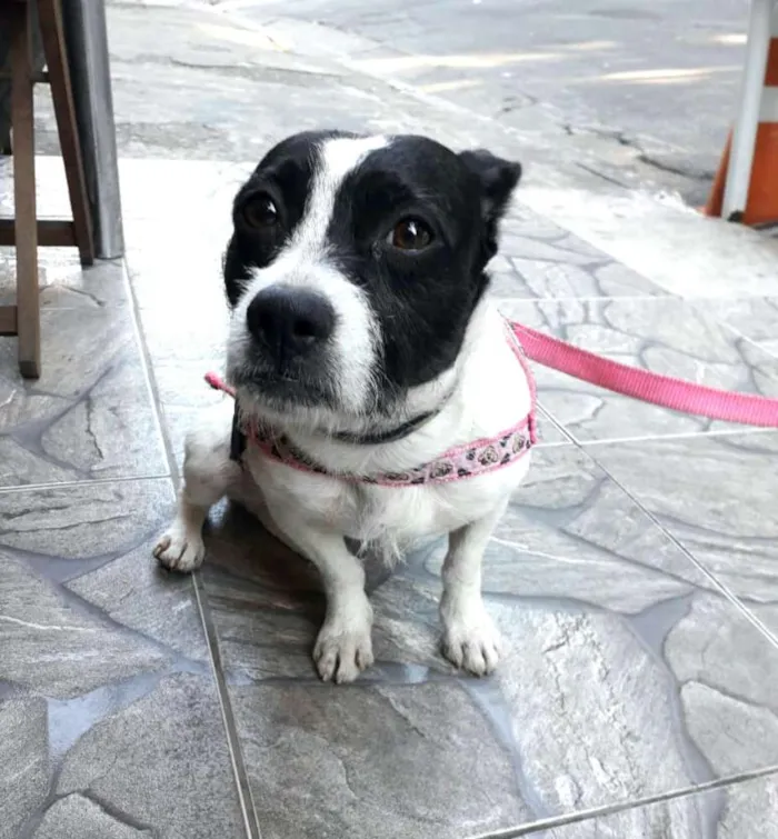 Cachorro raça  idade 2 anos nome Boneca 