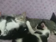 Dante, Nina, Janaína