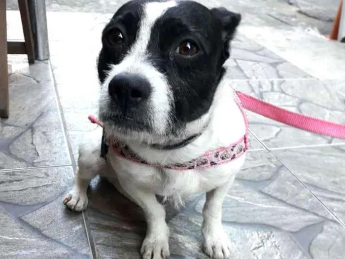 Cachorro raça  idade 2 anos nome Boneca 