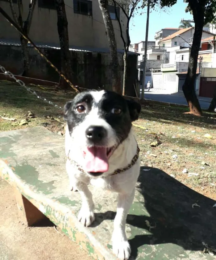 Cachorro raça  idade 2 anos nome Boneca 