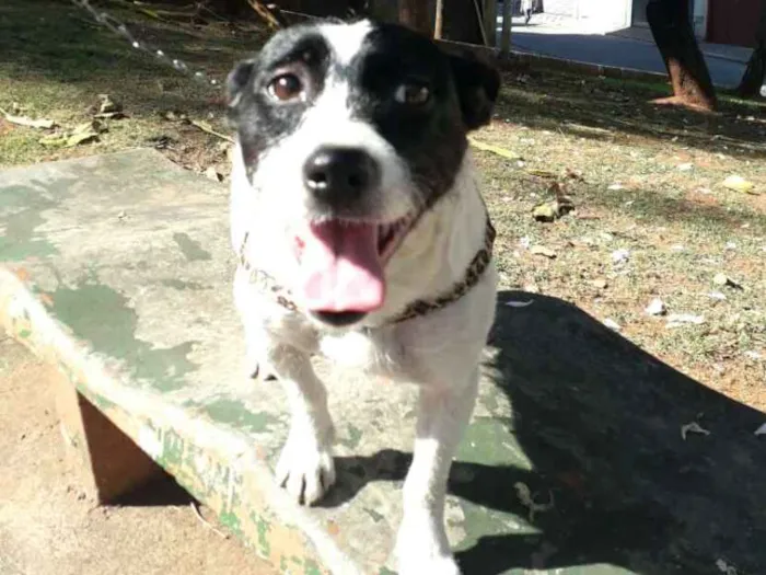 Cachorro raça  idade 2 anos nome Boneca 