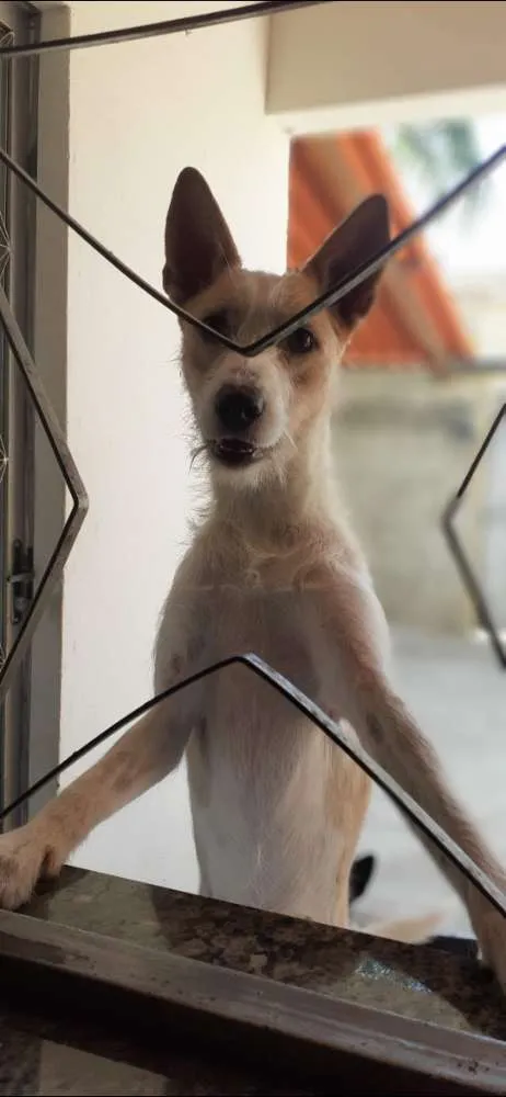 Cachorro ra a Sem raça definida idade 7 a 11 meses nome Zeus
