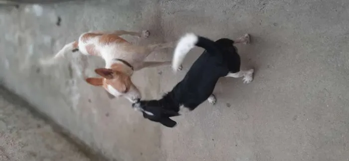 Cachorro ra a Sem raça definida idade 7 a 11 meses nome Zeus