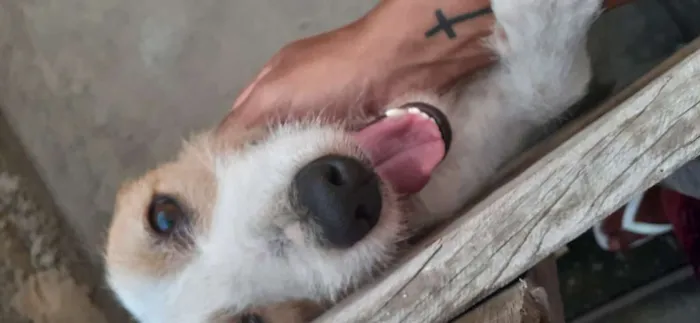 Cachorro ra a Sem raça definida idade 7 a 11 meses nome Zeus