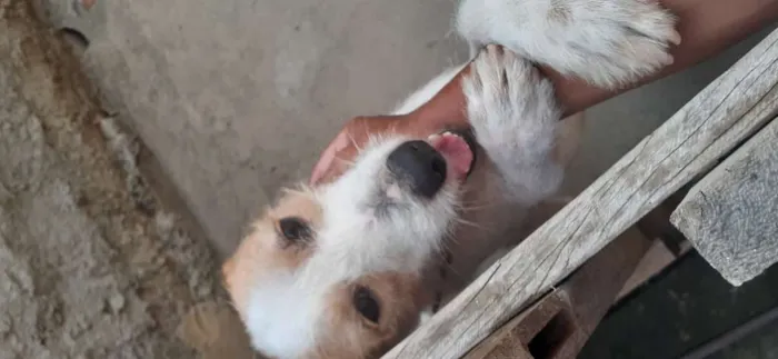 Cachorro ra a Sem raça definida idade 7 a 11 meses nome Zeus