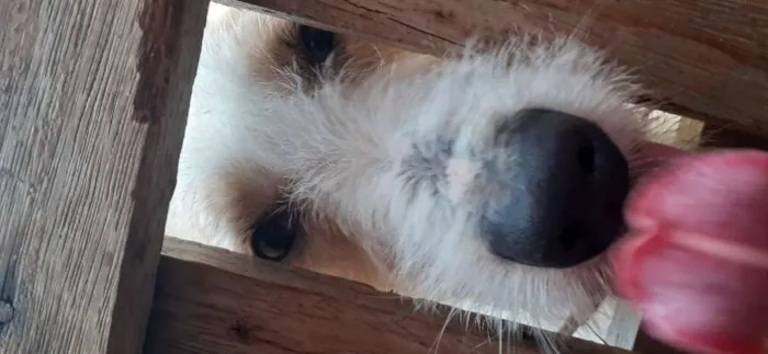 Cachorro ra a Sem raça definida idade 7 a 11 meses nome Zeus