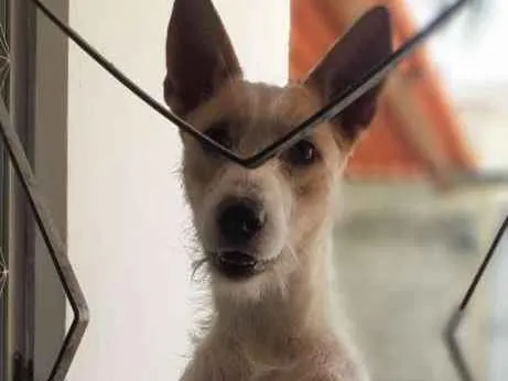 Cachorro ra a Sem raça definida idade 7 a 11 meses nome Zeus