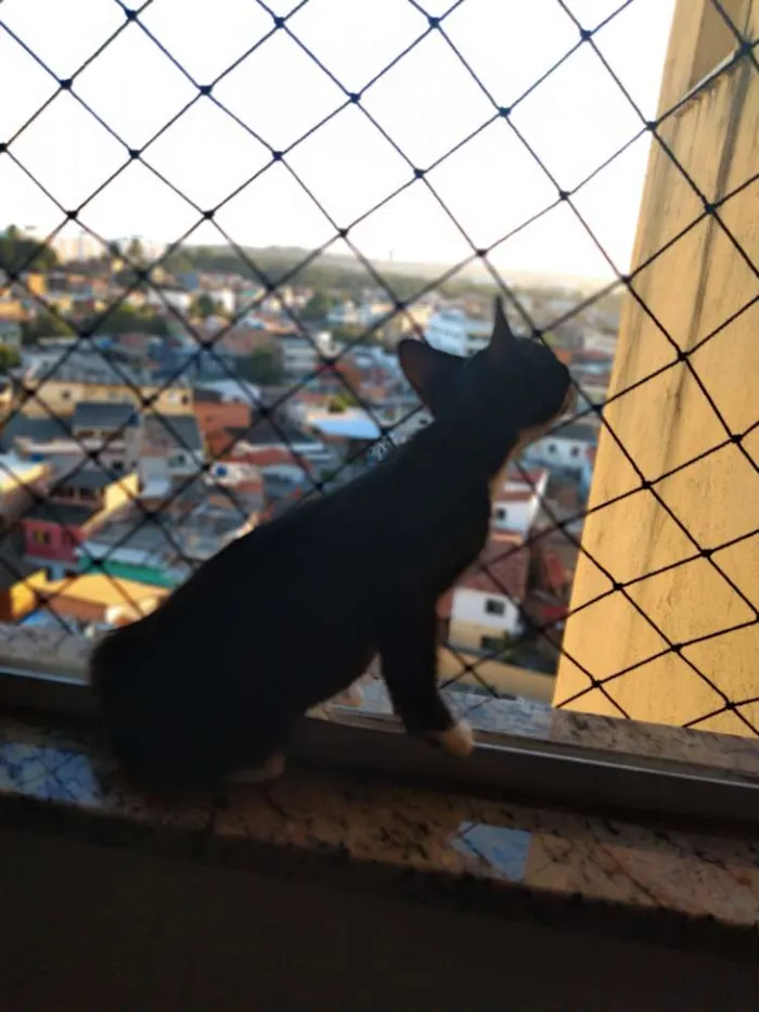 Gato raça S.R.D idade 2 a 6 meses nome Minerva