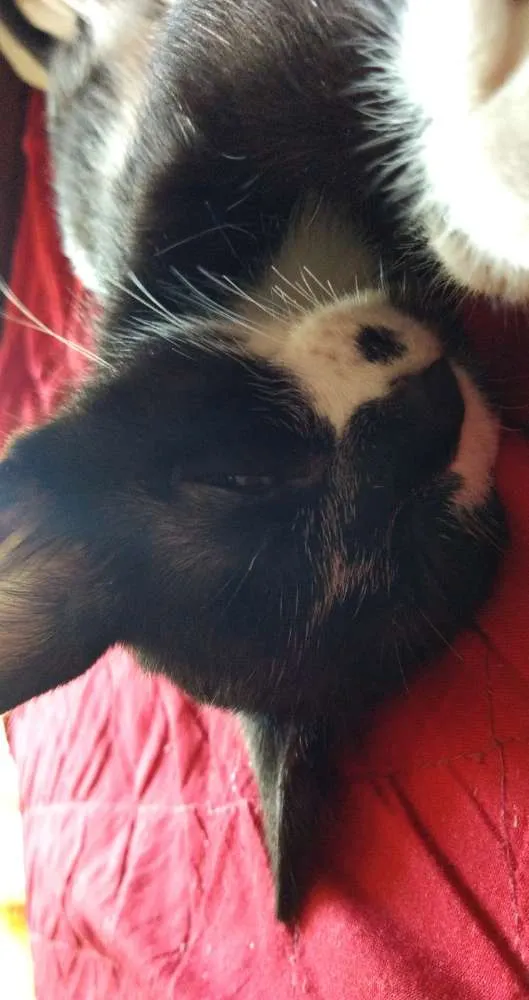 Gato raça S.R.D idade 2 a 6 meses nome Minerva