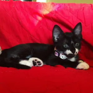 Gato raça S.R.D idade 2 a 6 meses nome Minerva