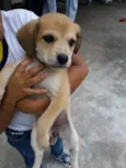 São 6