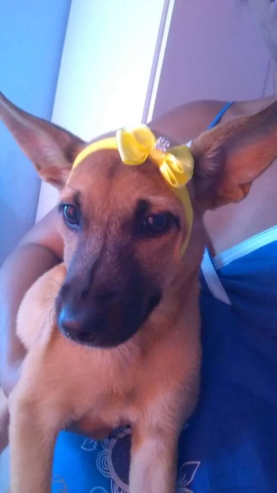 Cachorro raça Vira lata raciada com labrador idade 2 a 6 meses nome Safyra